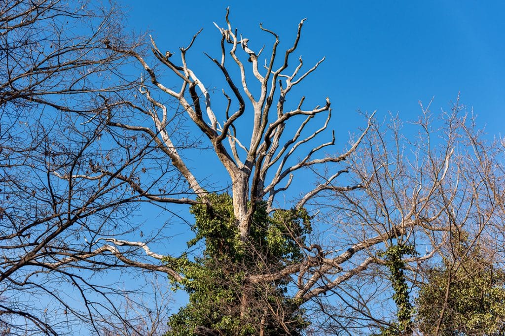 Claremore tree service