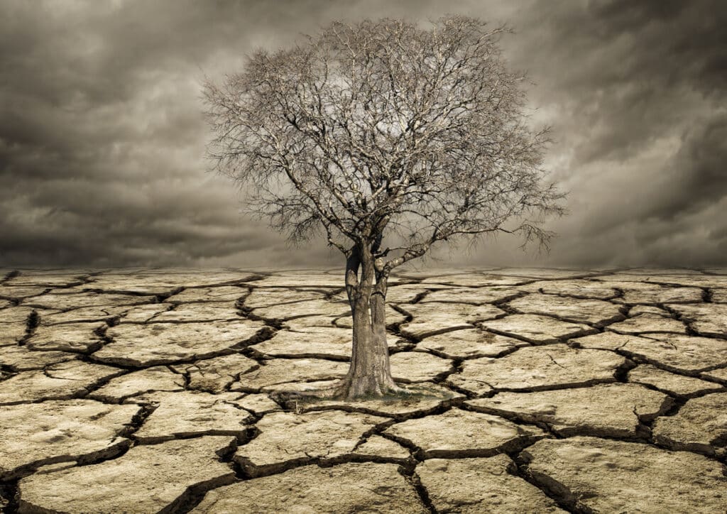 Global warming concept. Lonely tree under dramatic Clouds